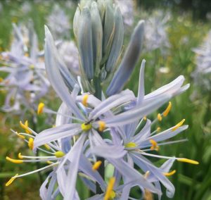 camassia