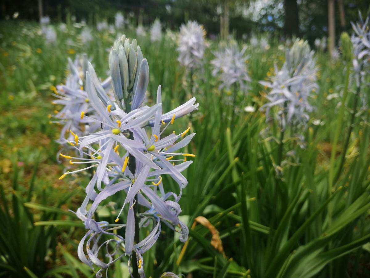 camassia