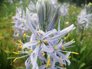 camassia
