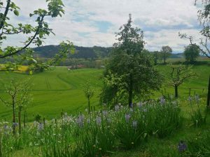 camassia