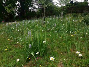 camassia