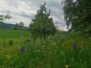 camassia