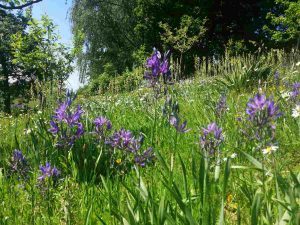 camassia
