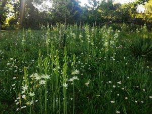camassia