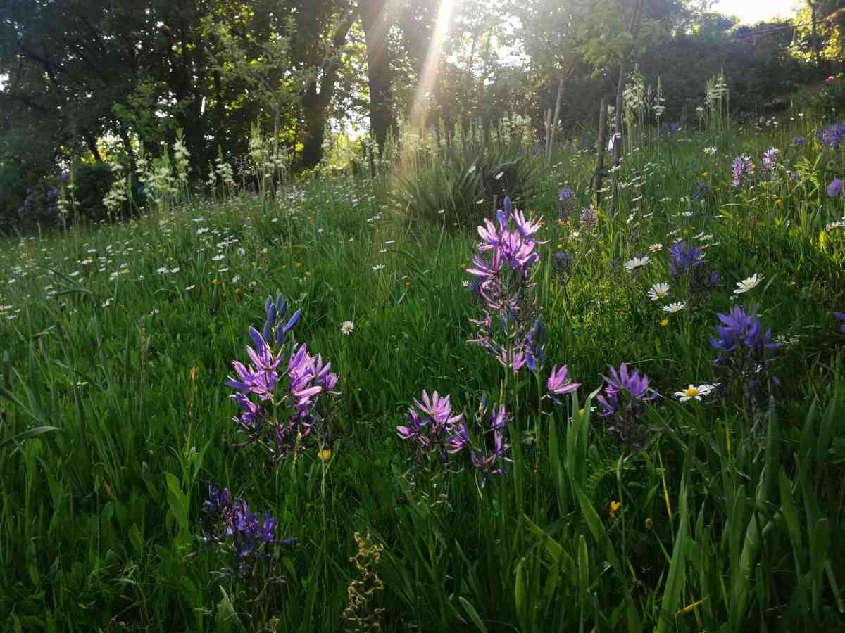 camassia