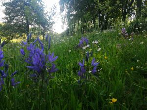 camassia
