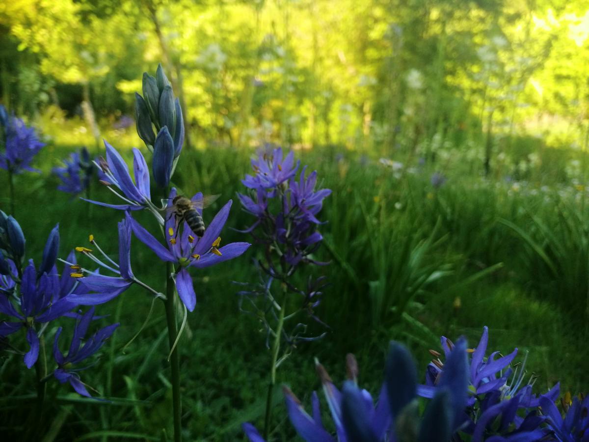 camassia