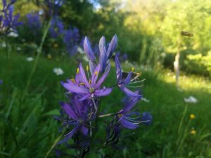 camassia