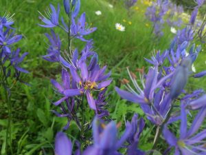 camassia