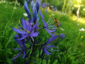 camassia