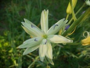 camassia