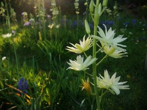 camassia