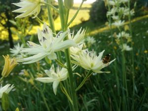 camassia