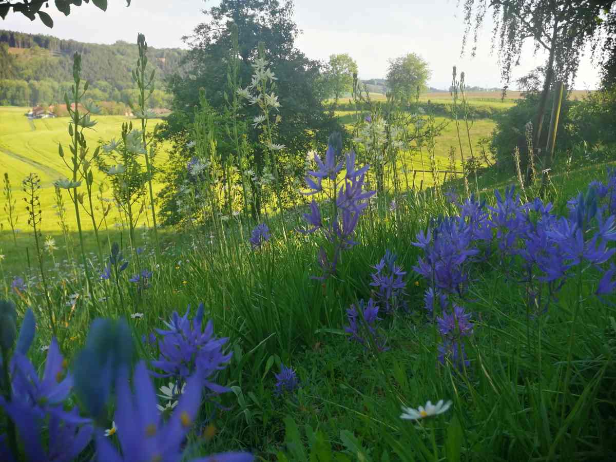Camassia