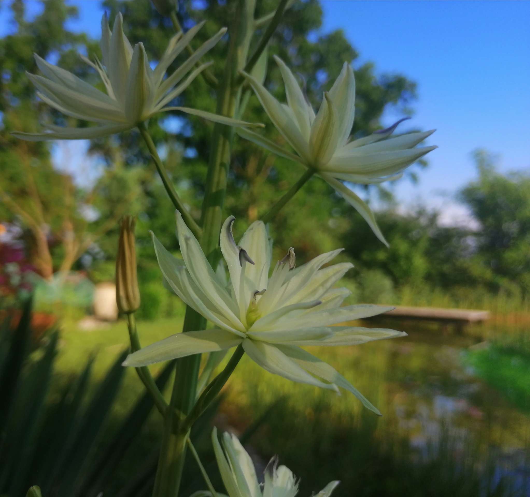 camassia