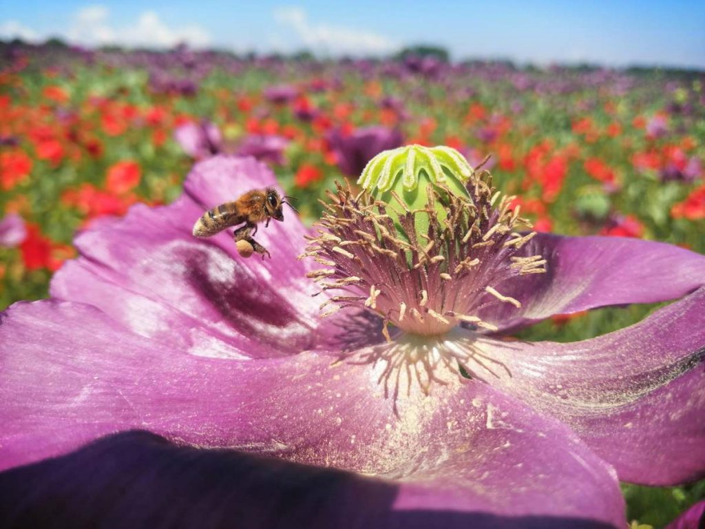mohn