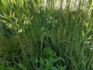 camassia