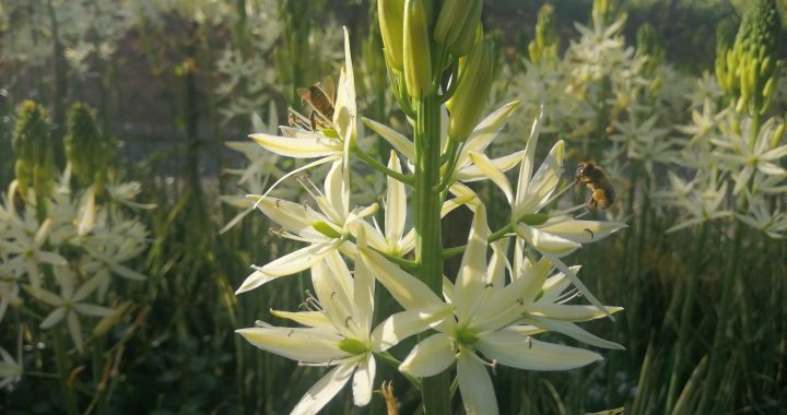camassia
