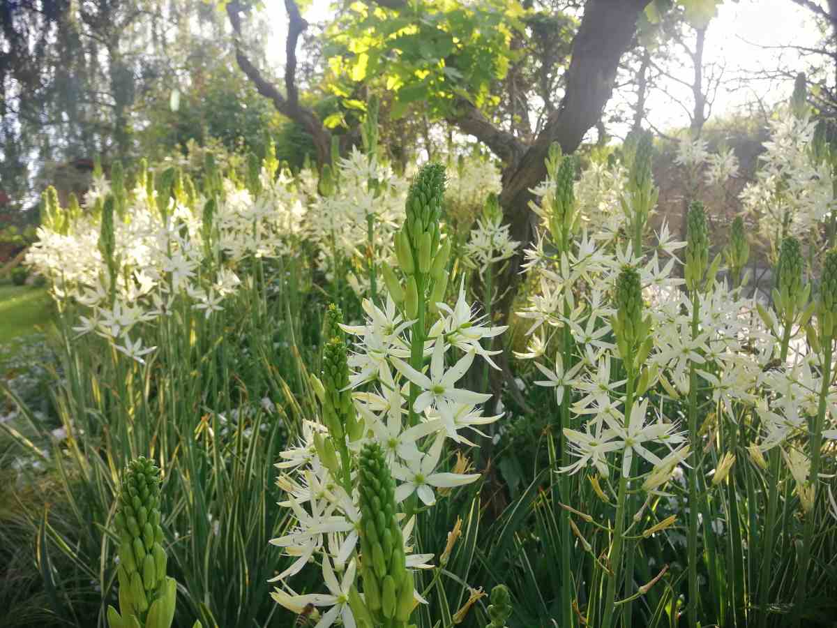 camassia