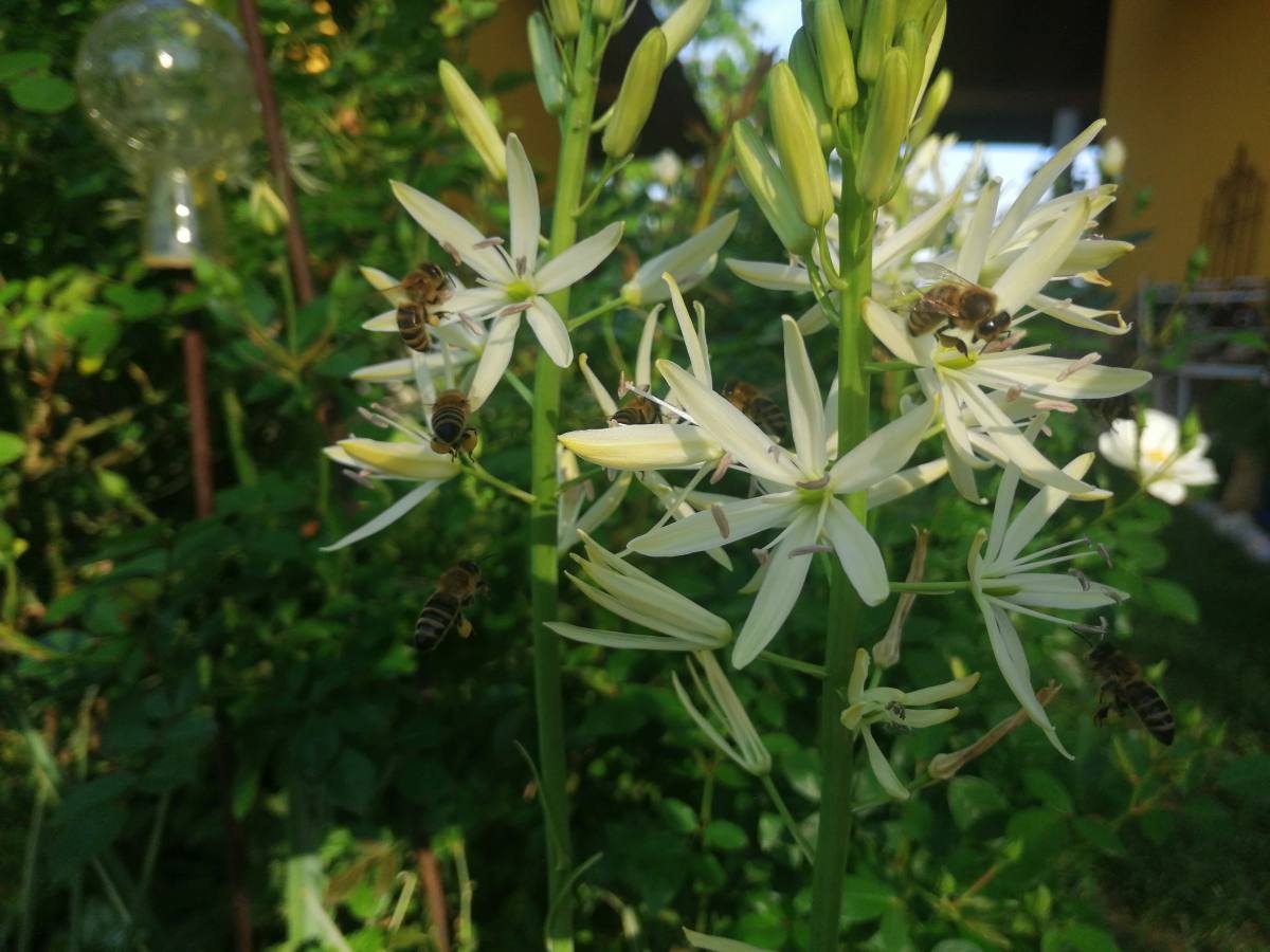 camassia
