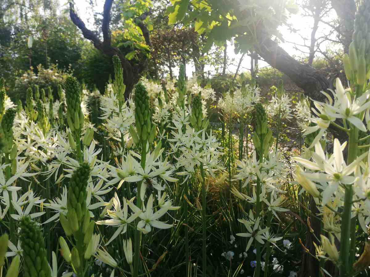 camassia