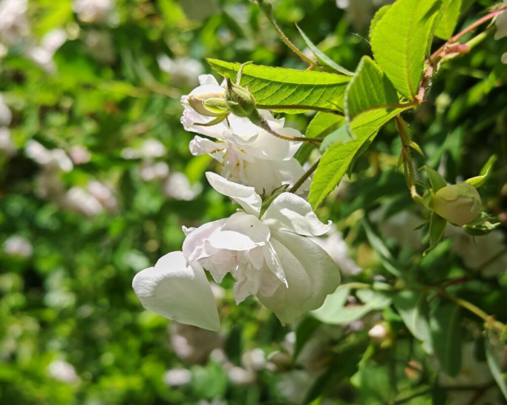 Rosenblüte Die Herzensgärtnerin Schaugarten (3)