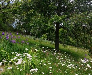 camassia