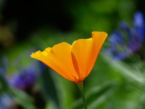 mohn