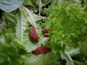 Schnecken