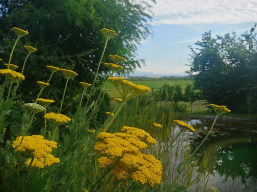 BIODÜNGER aus dem eigenen Garten Jauchen, Brühen und Komposttee The
