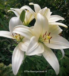 Herbstimpressionen Haslinger