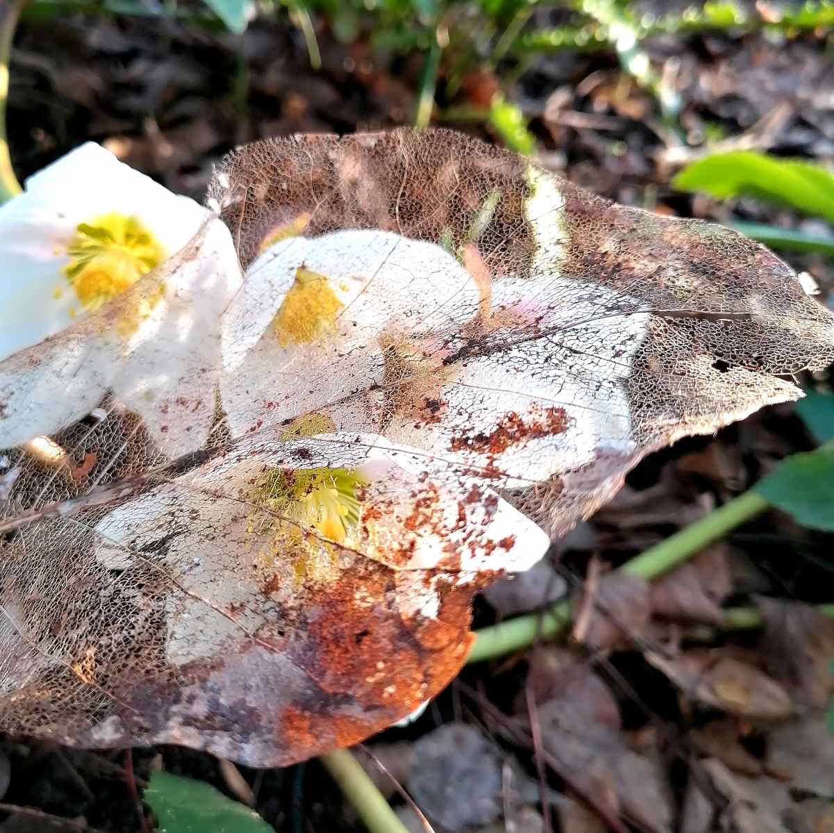 frühling