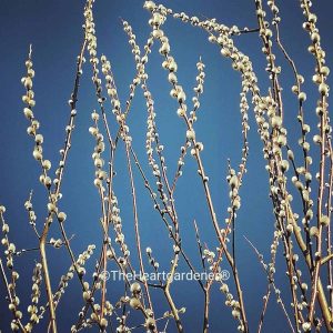 Herbstimpressionen Haslinger