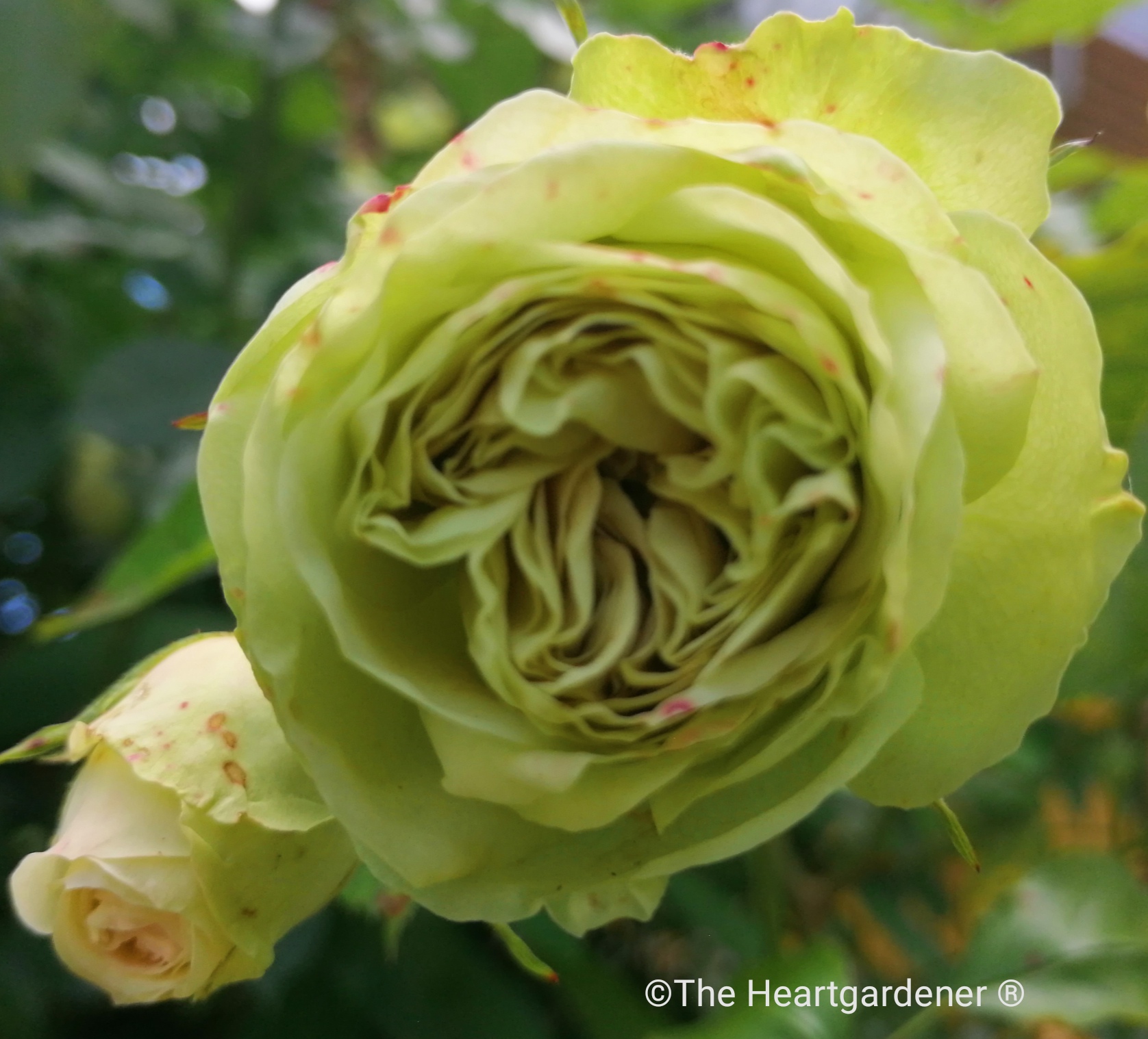 viridiflora
