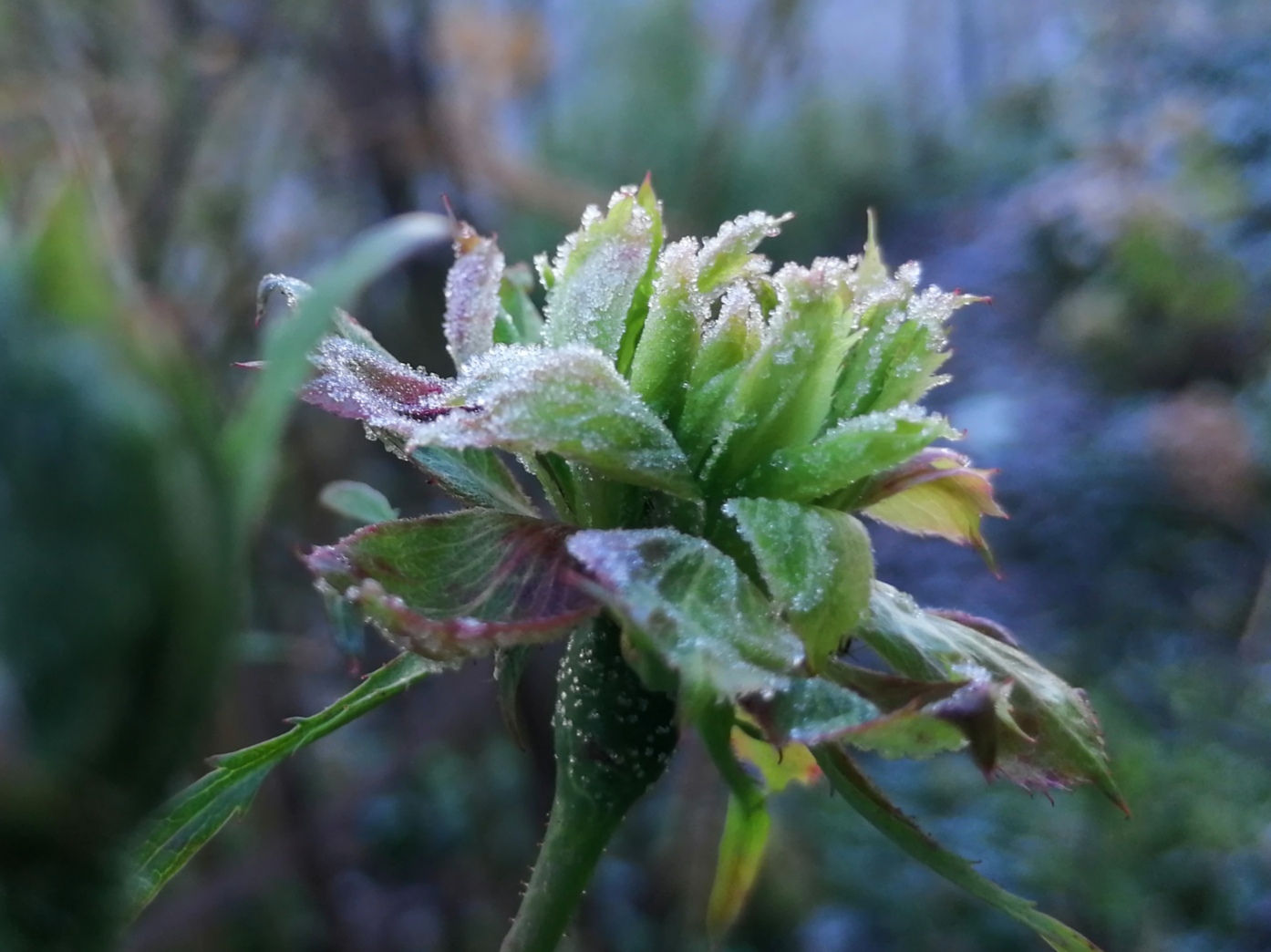 Rose viridiflora - Die Herzensgärtnerin - Rose mit Frost