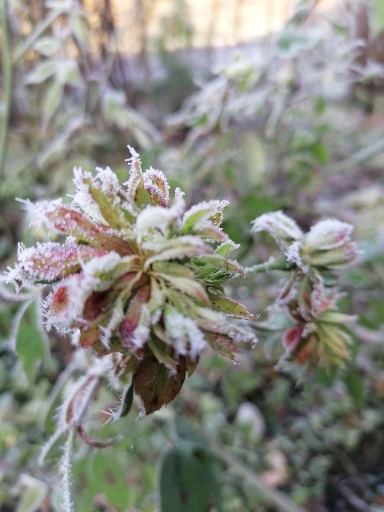 viridiflora