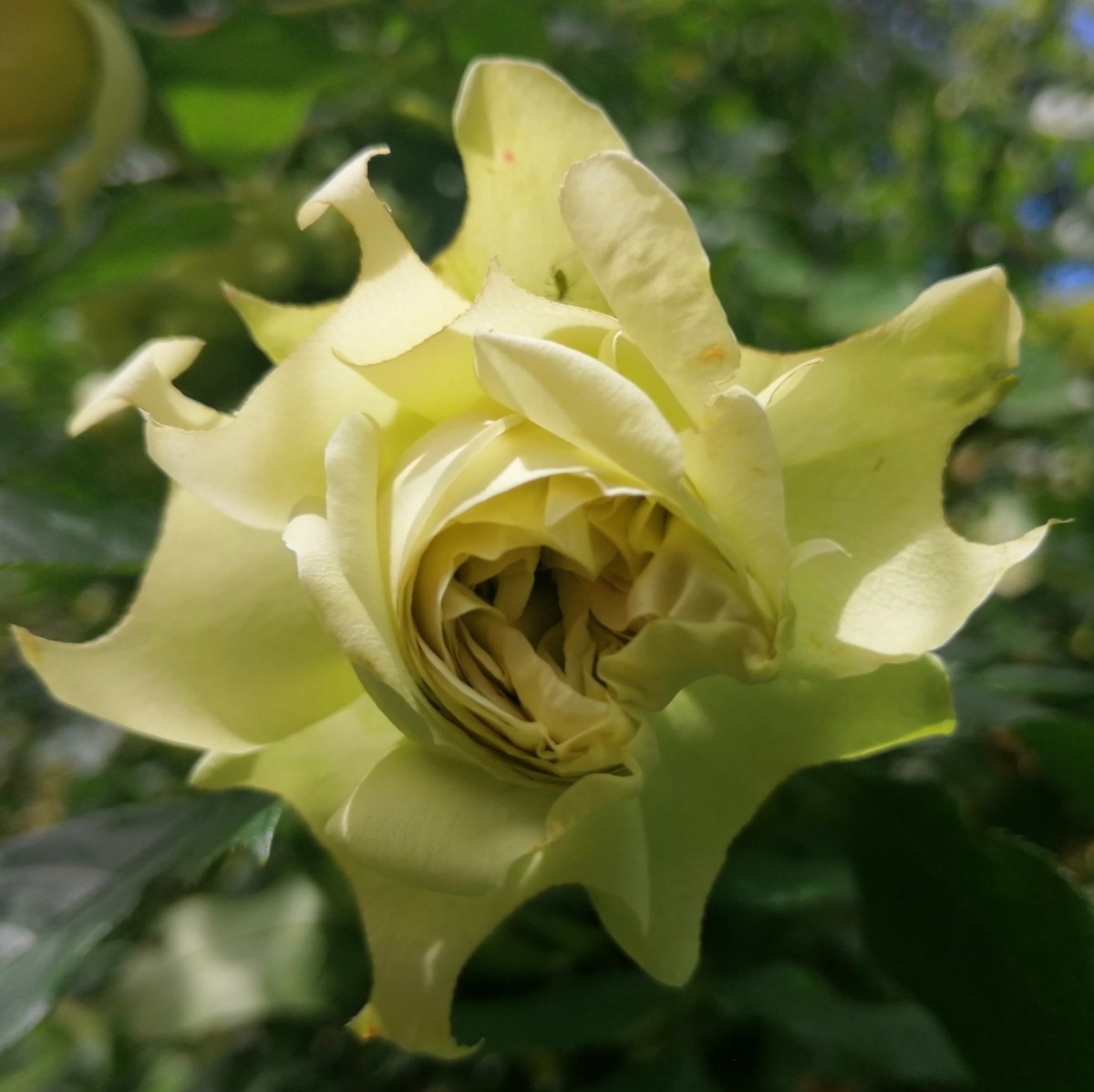 viridiflora