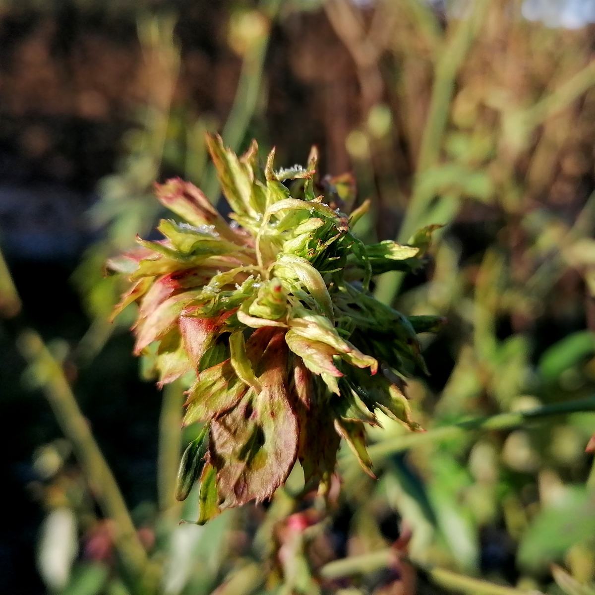viridiflora