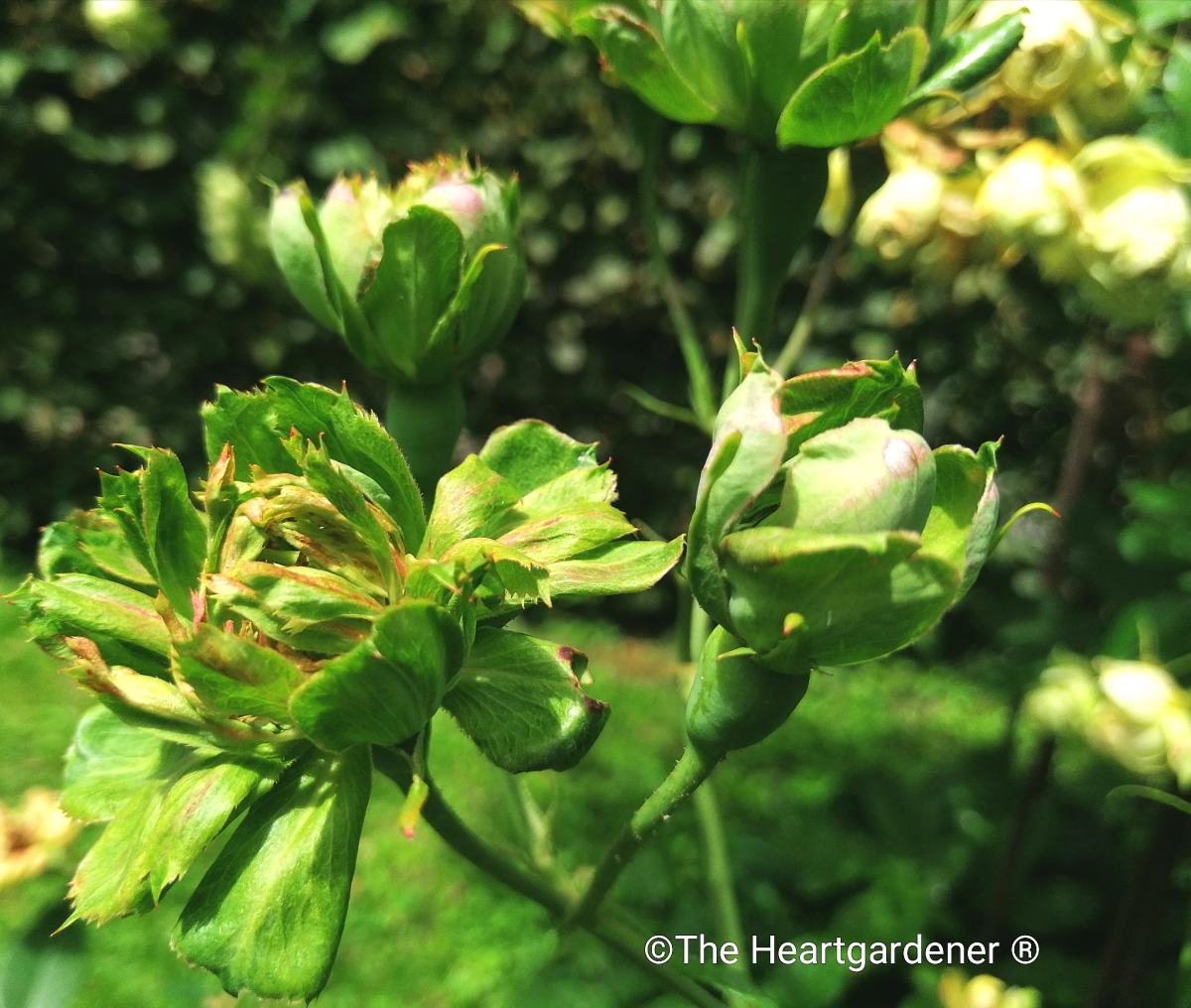 viridiflora