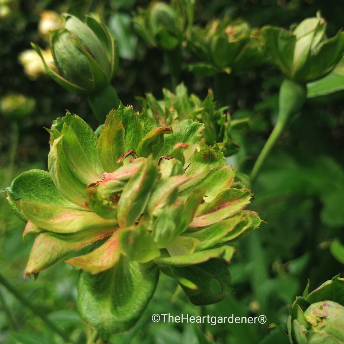 viridiflora