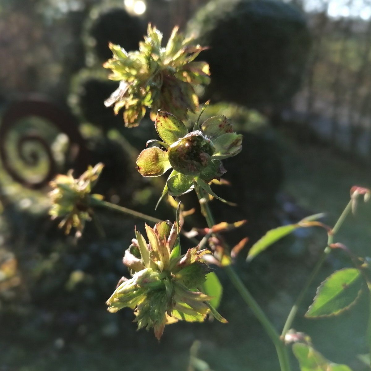viridiflora