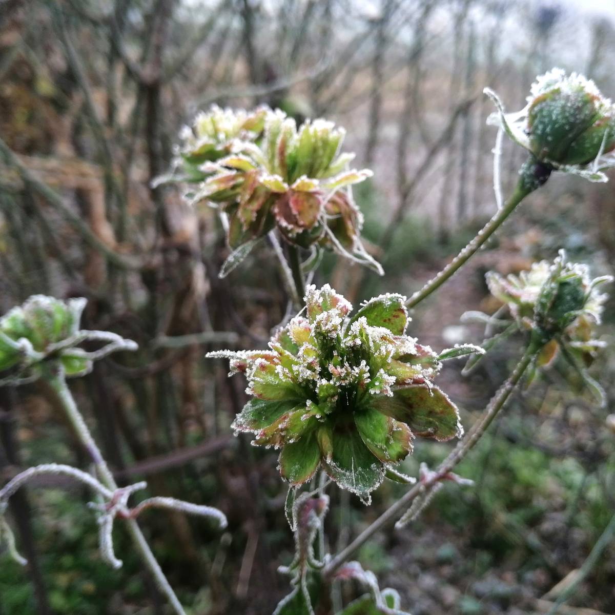 viridiflora