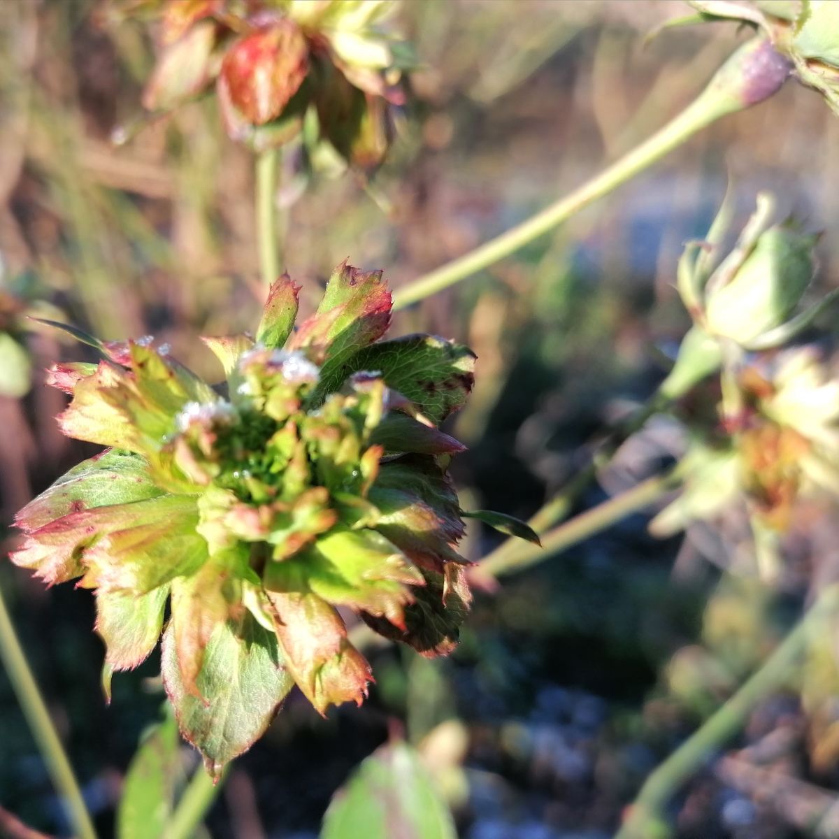 viridiflora