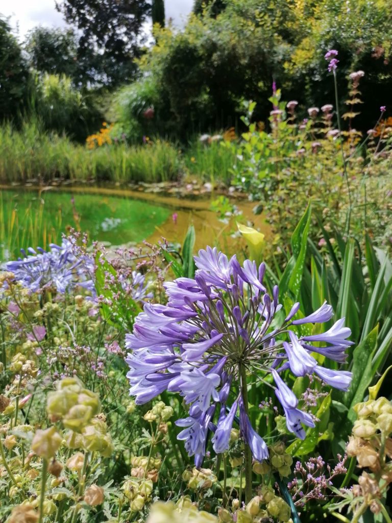 Agapanthus am Teich