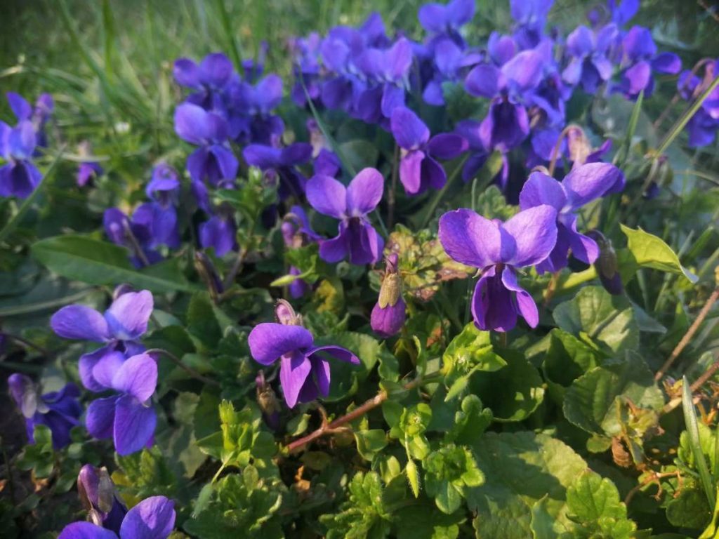 Veilchen, Wildkräuter, Heilkraut, Duftveilchen im Garten | Frühling