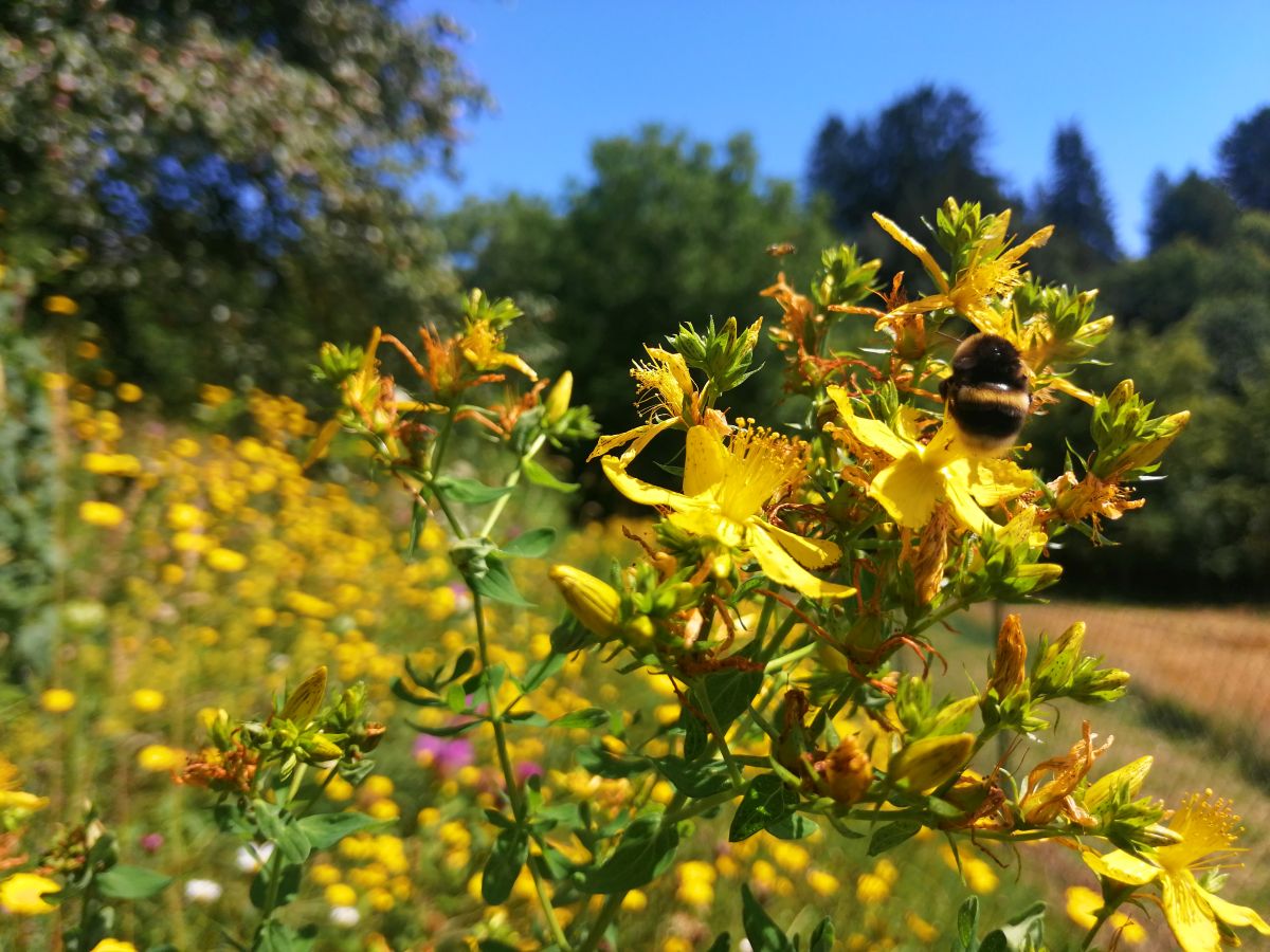 gelbe Sommerblumenwiese