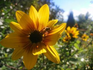 Gelb im Garten, Sonnenblume mit Biene