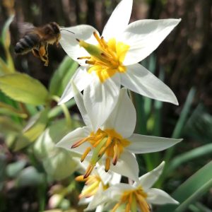 Sonne im Garten, gib gelb eine Chance