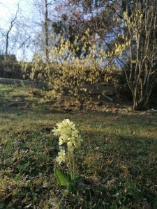 gelbe pflanzen garten