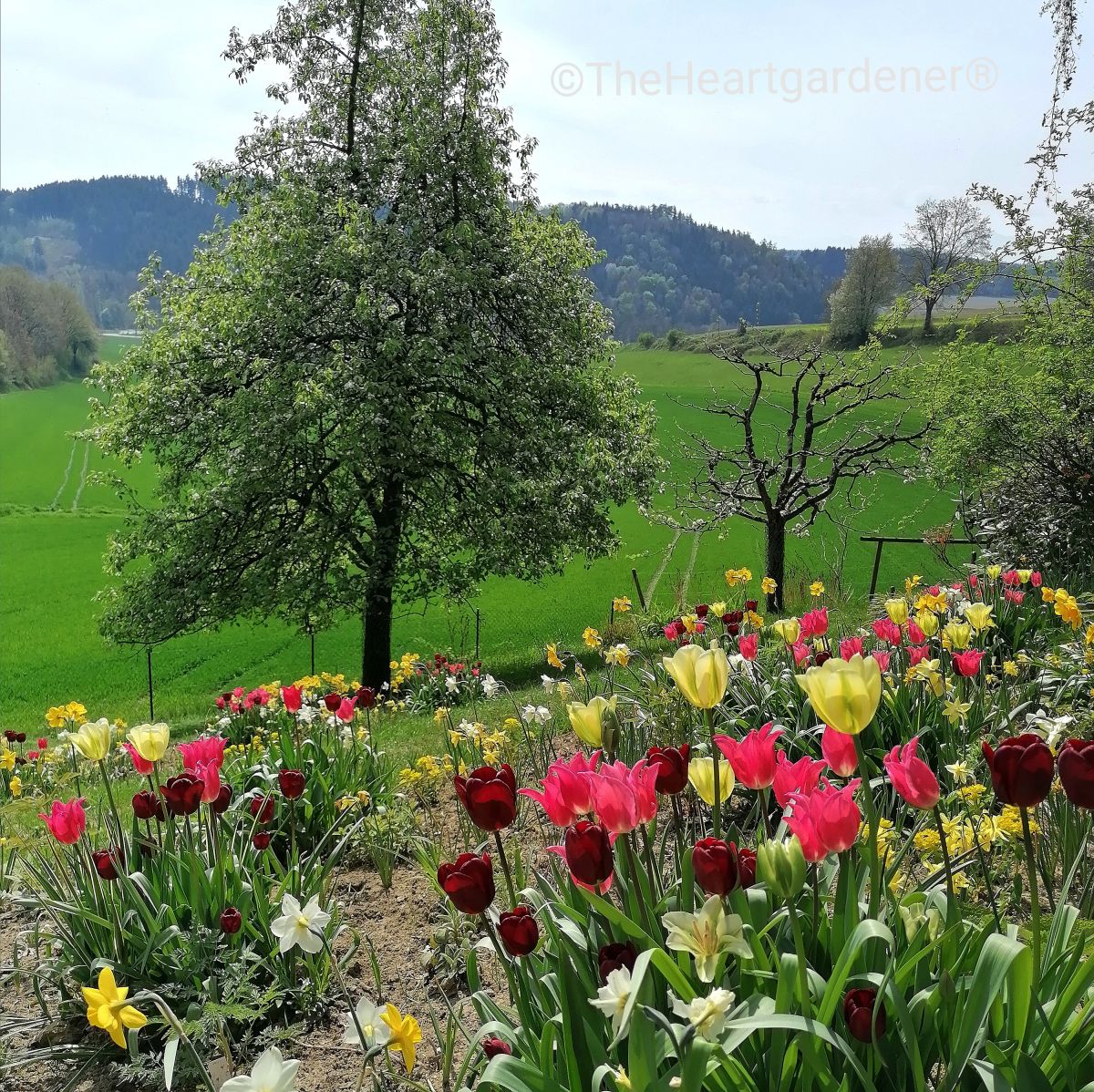 Tulpenwiese, Schaugarten, geborgte Landschaft